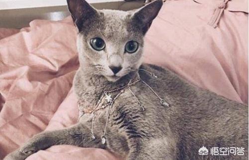 进口俄罗斯蓝猫:俄罗斯蓝猫会发腮吗，俄罗斯蓝猫吃什么发腮？