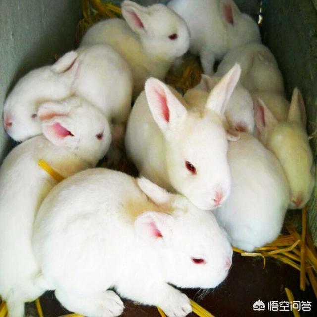 宠物兔拉肚子:幼兔吃蔬菜为什么会拉稀，兔子拉稀臭精神不振是怎么回事？