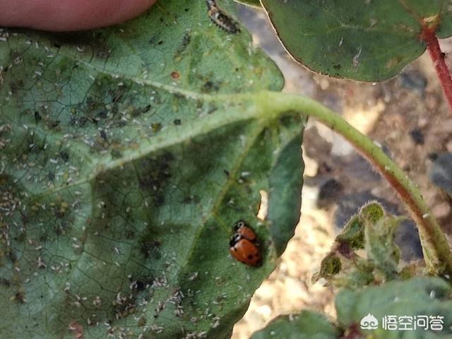 蚜虫:哪些农药能消灭蚜虫呢？需要注意哪些问题？