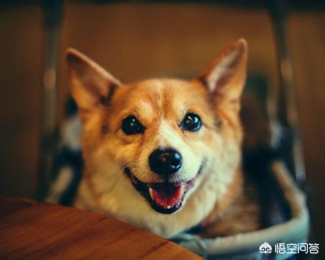 农安细狗咬狗视频:别人总是骂我是狗，怎么办？