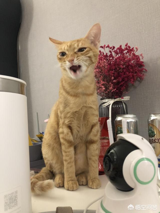 猫咪尿频尿血到处尿:母猫小便带血不吃食物，该怎么办？