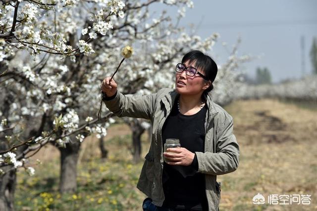 马上创业网，梨树满树花、半树果，坐果率低，有什么好的方法可以避免