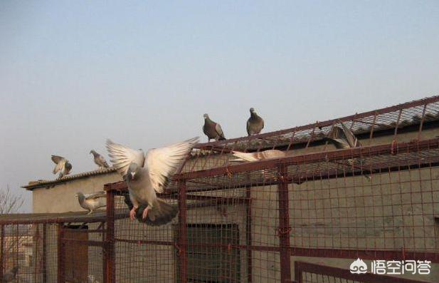 男子抓了一只堕落天使，扬州一男子偷25只鸽子吃肉，被抓时懵了：啥值十几万。你怎么看