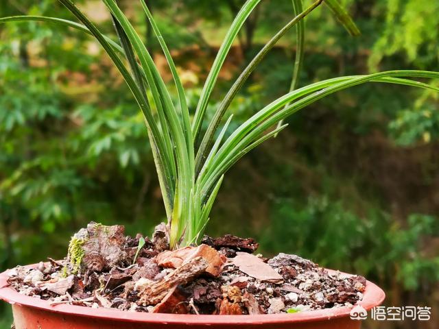 兰花鼠尾草习性:兰花32℃下还能叶面施肥吗？
