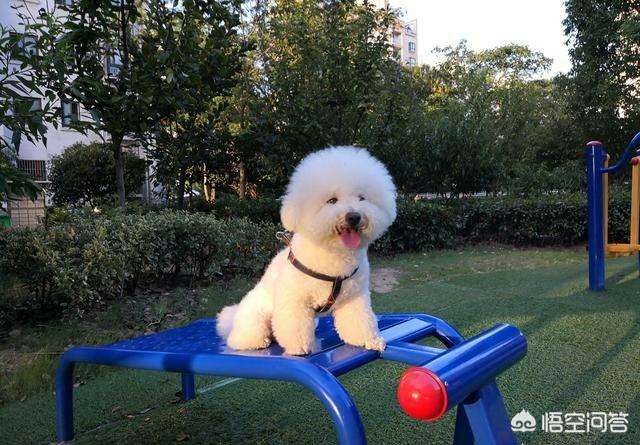 巴比熊犬图片:小比熊犬图片 请问一下有人知道这是什么品种的狗狗吗？