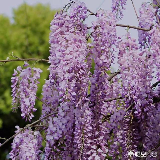 上海红美丽:为什么上海漂亮的女生这么多？