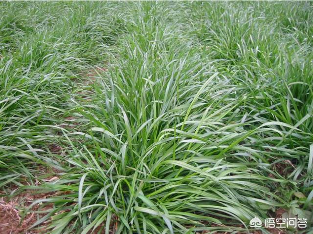 牧草品种:湖北养牛种什么牧草最好？