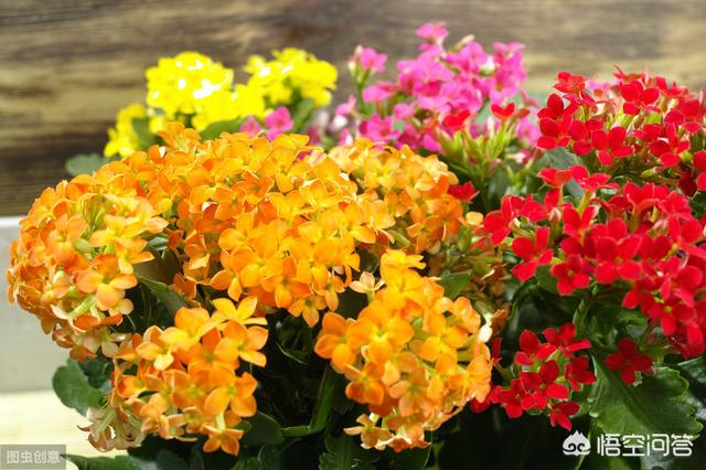 长寿花的繁殖方法:长寿花的繁殖方法视频 长寿花叶插，只长根，什么时候长叶？