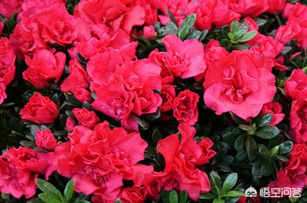 食用杜鹃花是否有毒:杜鹃花叶子上卷开始焦干怎么回事？