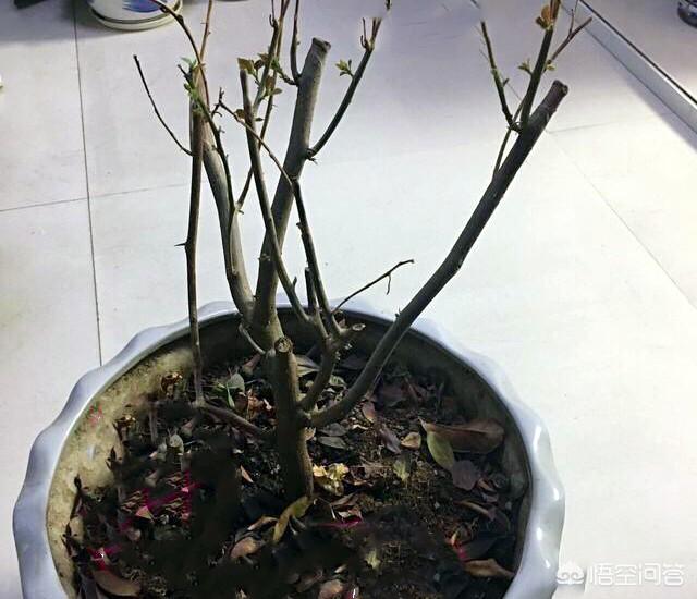 梅完梅了:出门一个月，回来我的三角梅枯萎了，只剩下枝干了，还能活吗
