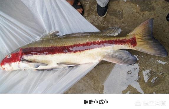 象鱼:农村俗语“千斤腊子万斤象，黄排大了不像样”，说的是什么意思？