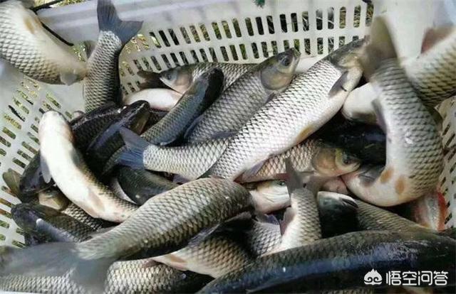 草鱼得诺卡氏菌病图片:草鱼老三病治疗方案是什么？
