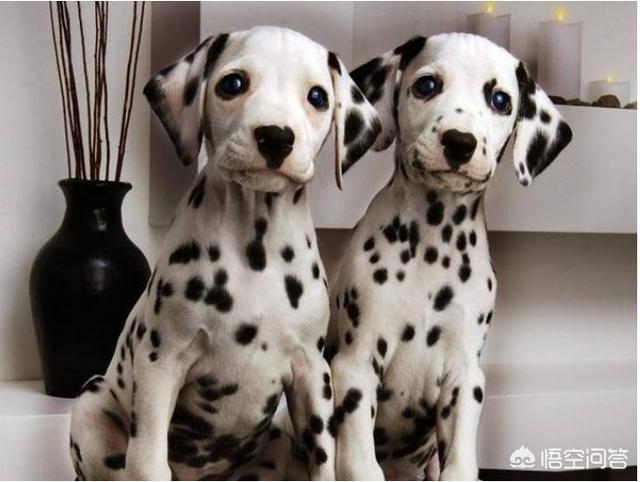 买成年的斑点狗好养吗:为什么曾经很多人喜欢的斑点狗，现在却没人养呢？ 斑点狗适合小孩养吗