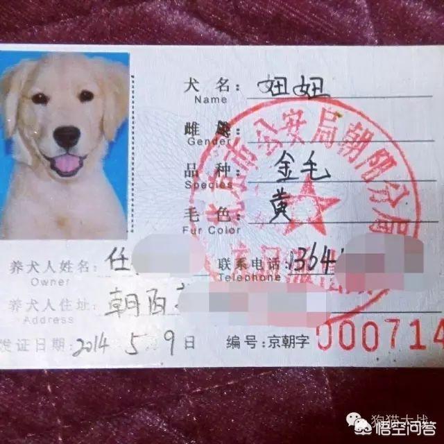 北京犬证如何办理:北京拉布拉多可以上狗证吗？