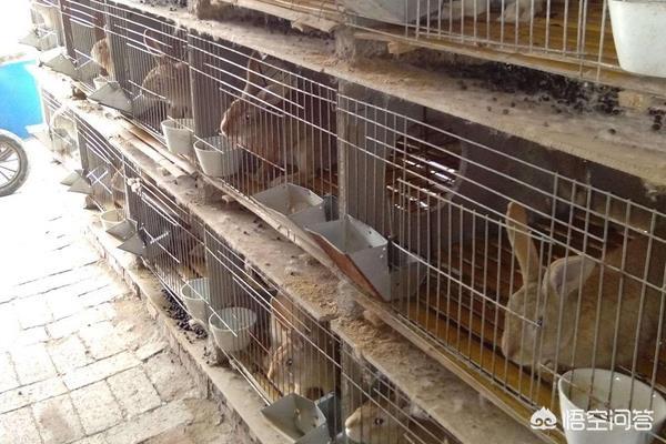 肉兔养殖技术教程:肉兔各阶段养殖饲料配方？