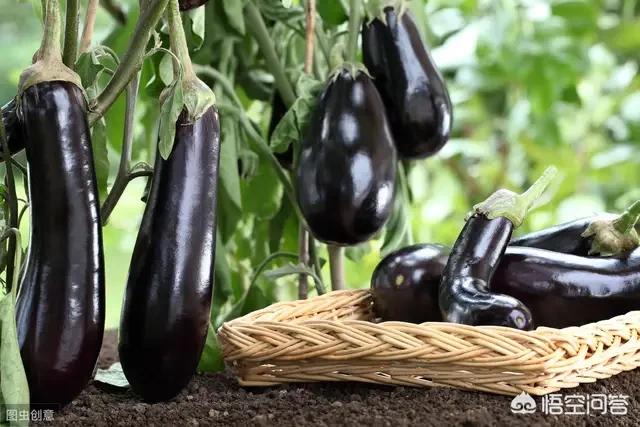 天气越来越热了 在夏天如何给茄子追肥呢 需要注意什么 头条问答