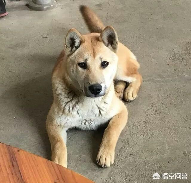 衡阳广西土猎犬网:广西土猎犬好坏怎么分别？