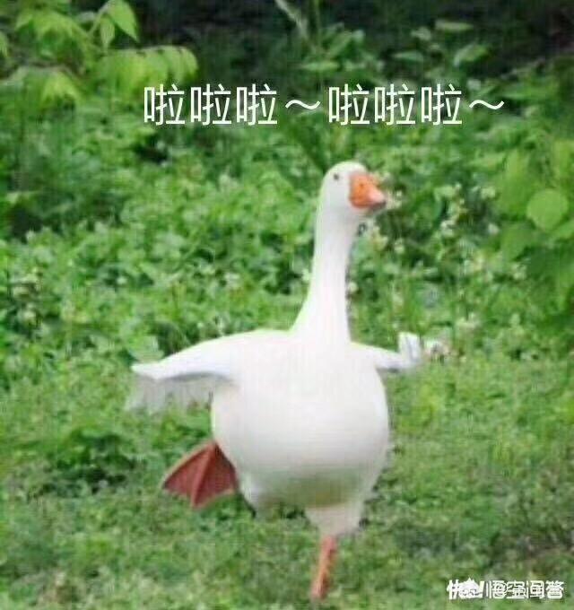 英短蓝猫养公猫好还是母猫好:养母猫和公猫有什么不同？