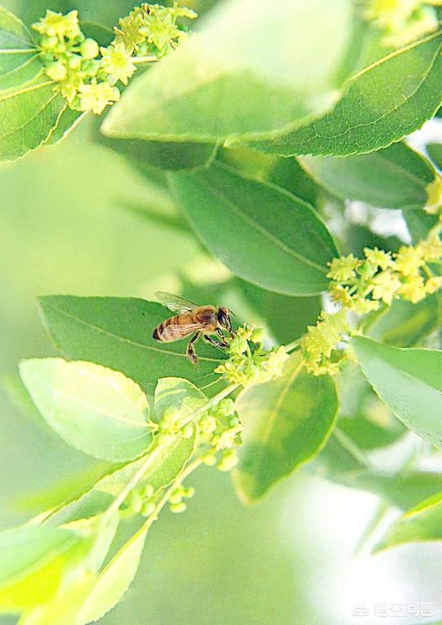 洋槐蜂蜜的功效:喝槐花蜜蒸熟好还是喝生槐花蜜好？有什么好处？
