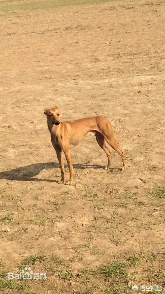 格力犬图片:意大利小灵缇是什么样的？