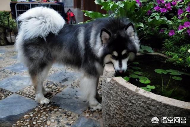 阿拉斯加雪橇犬怎么养殖:怎样才能让阿拉斯加不拆家？