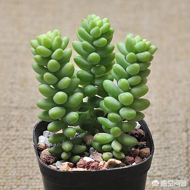 多肉只剩下茎还能活吗？