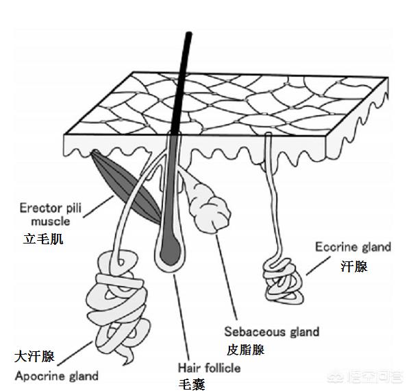 马达加斯加象鸟:找个老伴，经济上该怎么办呢？