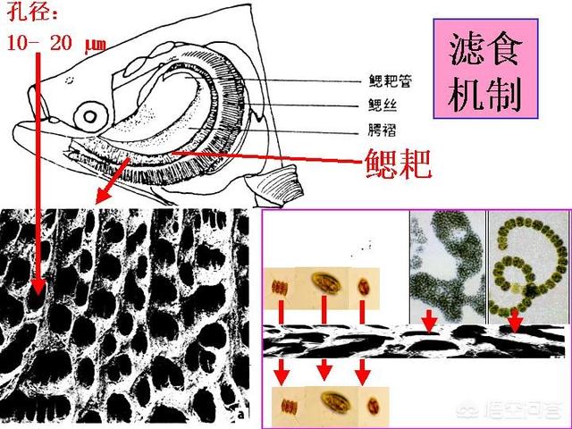 肉食动物的隐含意思:滤食类动物和肉食类动物有什么区别吗？