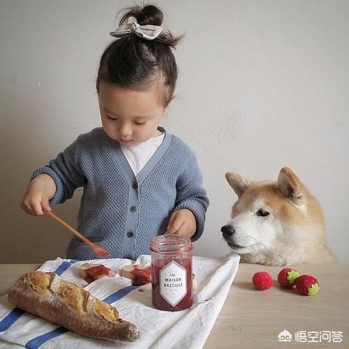 一岁博美犬怎么养方法:博美、金毛、拉布拉多哪个适合有一岁宝宝的家庭做养陪伴犬？