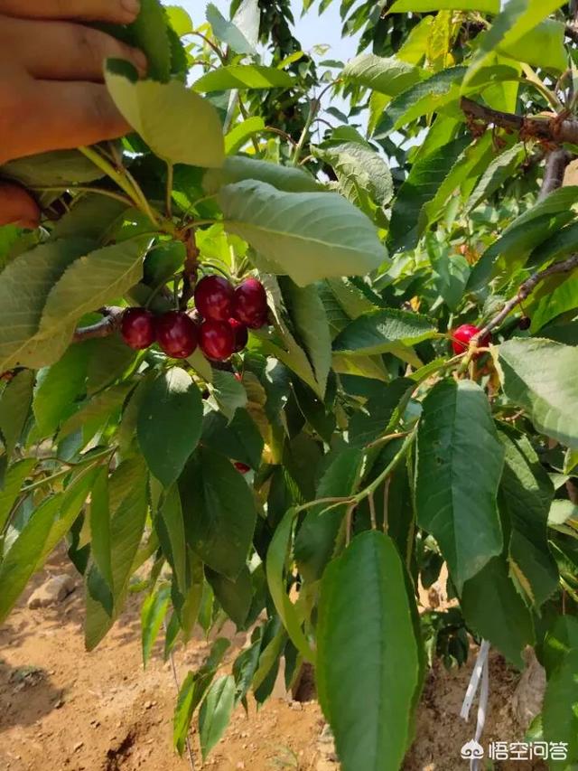 樱桃施肥什么肥料最好？