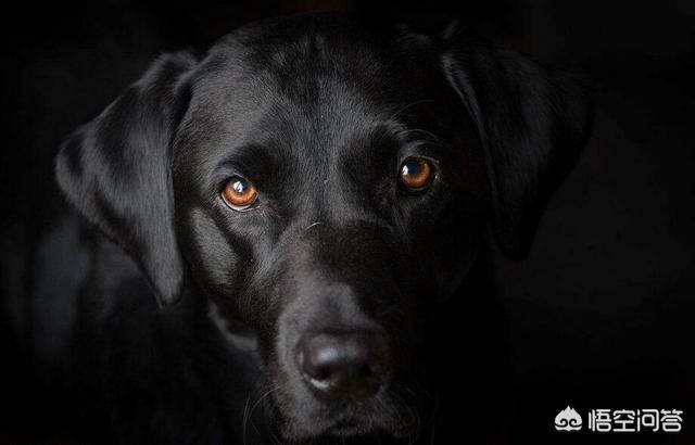 黑色金毛犬图片:两只黑色金毛交配有概率生出黄色的金毛吗？ 黑色金毛犬图片三个月