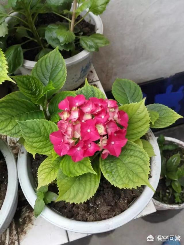 介壳虫 洗衣粉:每年防治蚧壳虫的最佳时间是什么？
