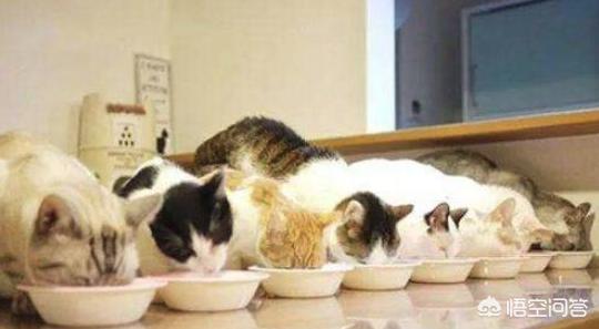 三文鱼边角料做猫饭: 怎样能纠正暹罗猫挑食，暹罗猫挑食怎么处理好？