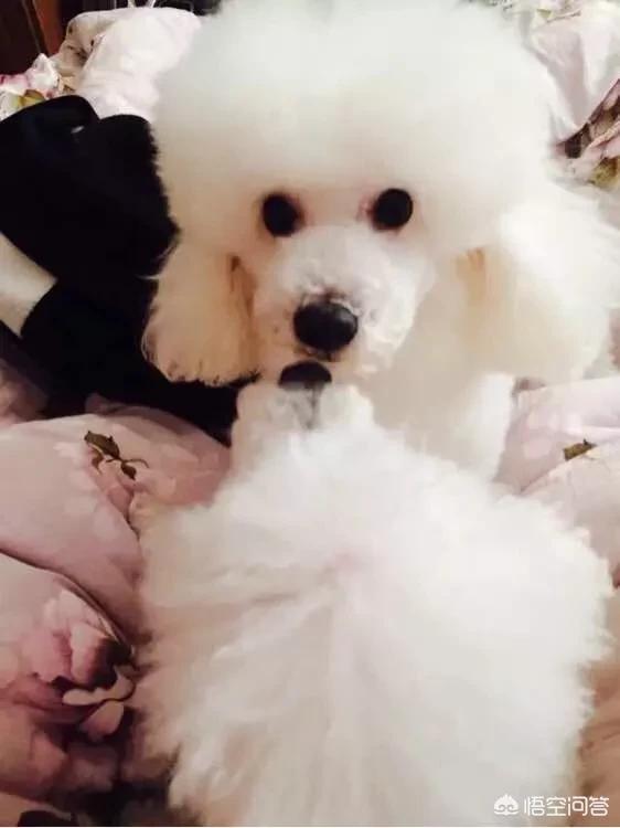 狗狗进去的时候很涨新闻:我家6年的贵妇犬腹胀怎么回事？