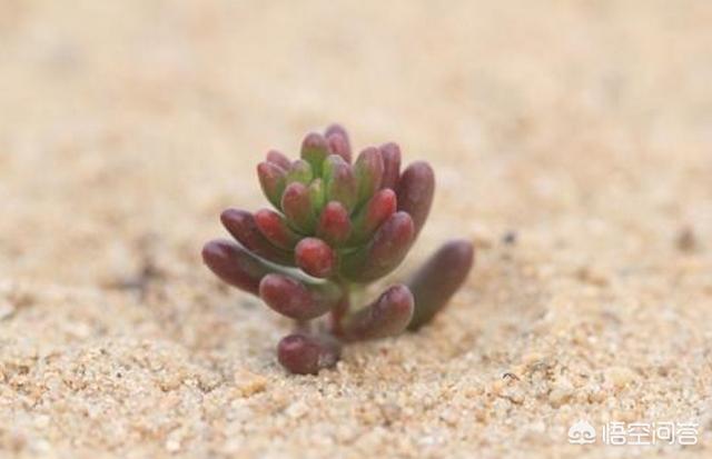 王玉珠帘:我爸给我把多肉浇成菜了怎么办？