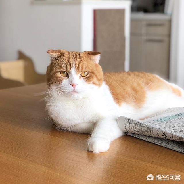 猫打疫苗前注意事项:养猫，有哪些事情需要注意？