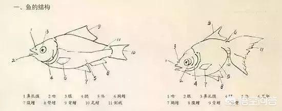 狮子鱼的画法:【国画】国画中7种鱼儿的写意画法？