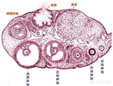 多发性卵泡囊肿:多发性巧克力囊肿必须治疗才能怀孕吗？