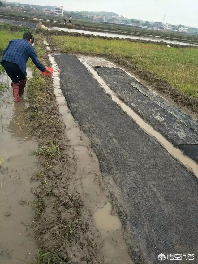 水稻育苗的方法