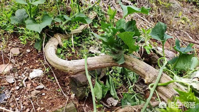 佛手瓜发芽了还能吃吗，如何种植佛手瓜，清明节前可以种植了吗