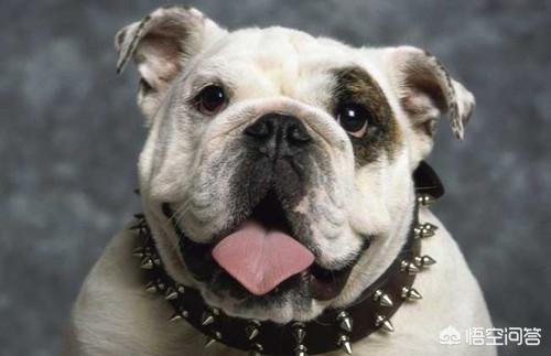 刚出生的斗牛犬图片:法斗一般长到几个月定型？