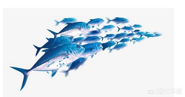 头条问答 长江入海口会不会有很多淡水鱼流进海里 会不会死 入海口会不会有大量的死亡淡水鱼 博学湖泊p的回答 0赞