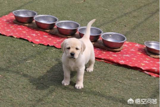 拉布拉多幼犬喂养食量:九个月大的拉布拉多犬一天喂几次比较合适？