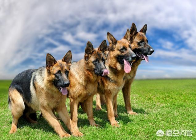 德牧犬能家养吗:为什么感觉现在养德国牧羊犬的人这么少？