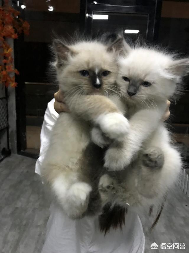 合肥布偶猫价格多少钱一只:养一只布偶猫一个月需要多少费用？