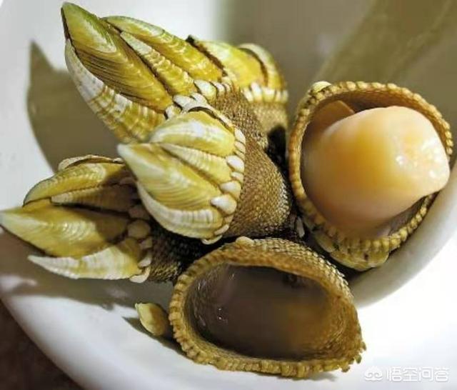 海里什么螺最贵？有哪几种？