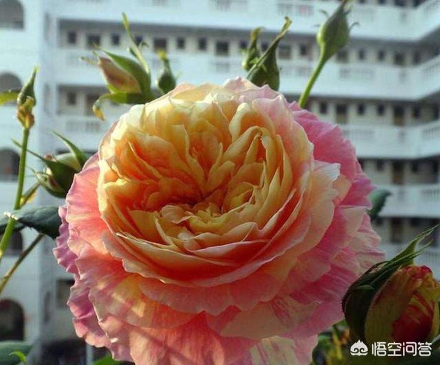 头条问答 月季每次浇水施肥用什么肥 月季公社的回答 0赞