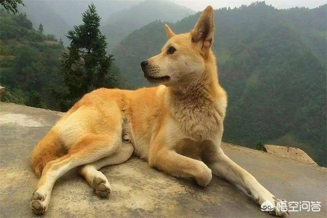 妞妞的家宠物庄园:在农村，为什么没人遛狗呢？