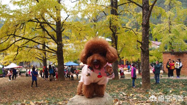 贝生吉犬晒太阳会视频:想要养一只狗狗，泰迪犬怎么样？