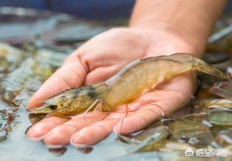 日本对虾红体治疗方法:白对虾养殖中期水色浑浊怎么处理？